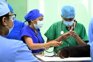 Atención médica de calidad para tu mascota en la BUAP, visítalos