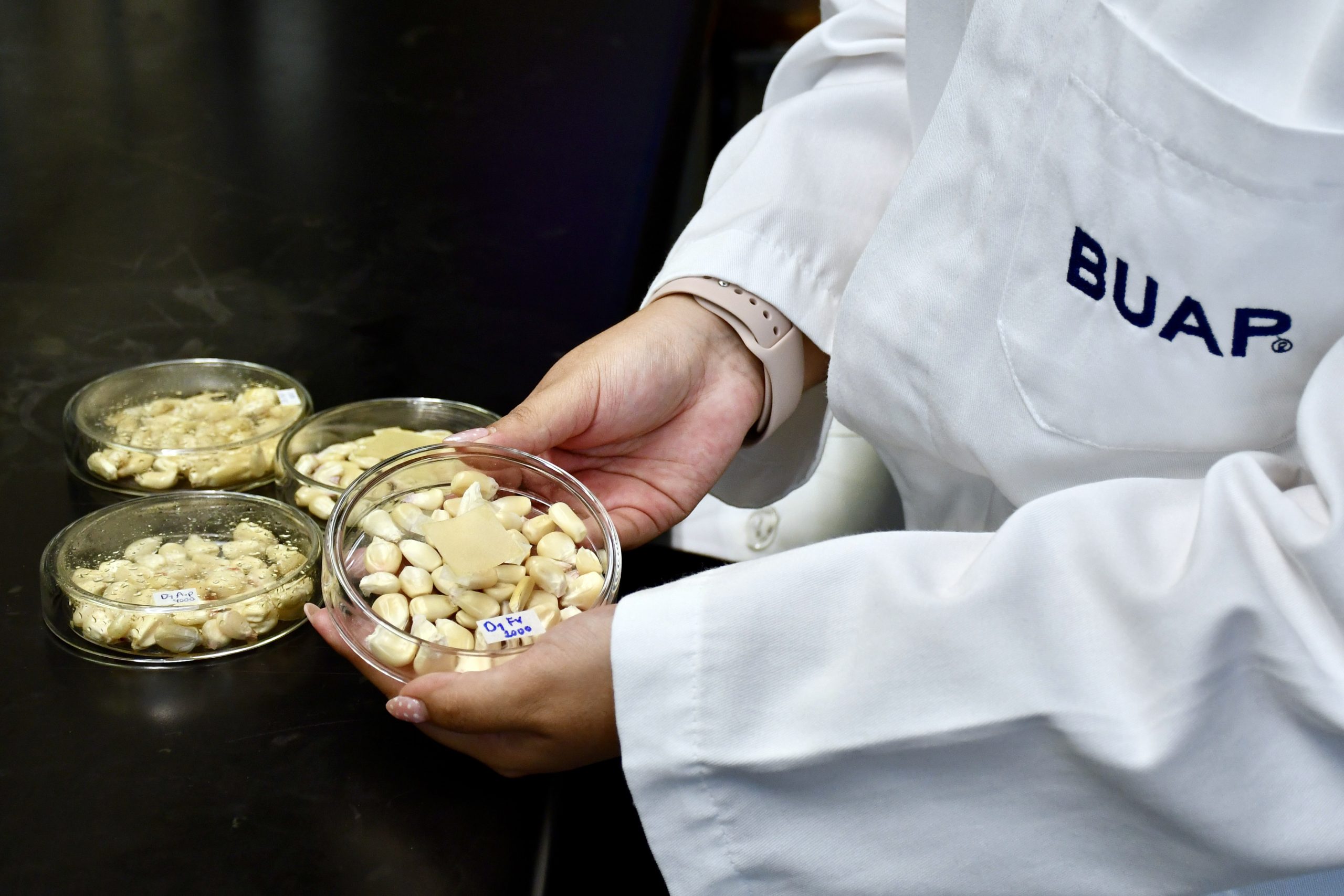 Orégano, aliado natural contra hongos del maíz