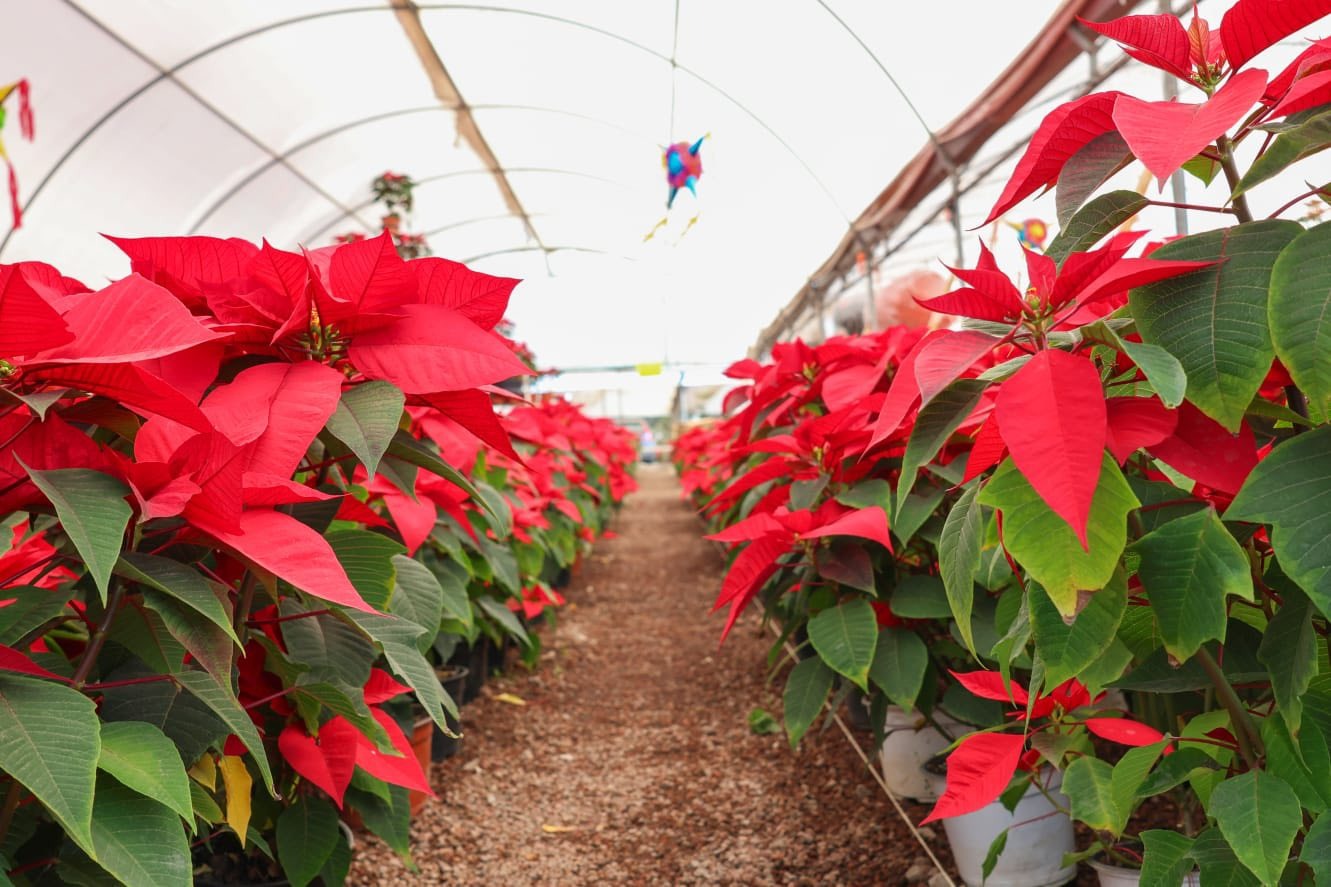 Atlixco anuncia Feria y Temporada de la Nochebuena 2025